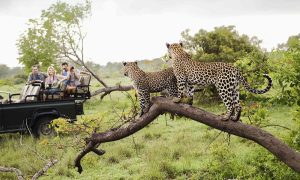 festive season Kruger National Park