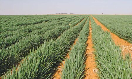 Free state farm for sale wheat-crop