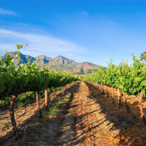 vineyard